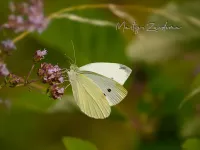 Klein koolwitje [Pieris rapae]